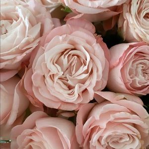 Meet your Posher, Natalie